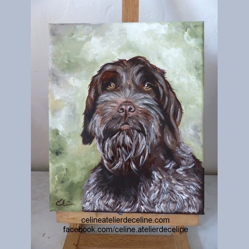 Le Chiot Griffon Korthals : Compagnon Idéal Pour Les Amateur